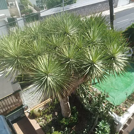 Casa Quico サンタクルスデテネリフェ